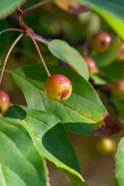来的正向影 来的正向影